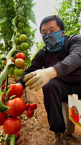 182K views · 3K reactions | How we harvest #greenhouse #gardening #asmr #garden #reels #farming #satisfying #food #agriculture #tomato #vegetables #harvesting #shorts #gardenharvest #fruits | JUMOH Han | Facebook