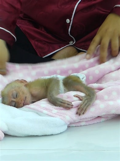 Baby Monkey Bom's Family | Mr Bon