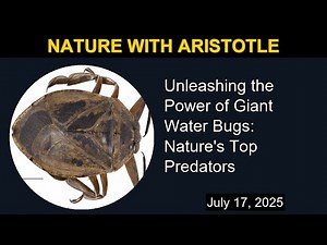 Unleashing the Power of Giant Water Bugs: Nature's Top Predators | Nature with Aristotle