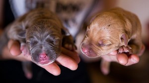 7.4M views · 43K reactions | Prepare to get hit right in the feels, as Hulk's pitbull puppies fight for survival during a turbulent storm that leaves the family without power DarkDynastyK9s I am the HULK | Dog Dynasty | Facebook