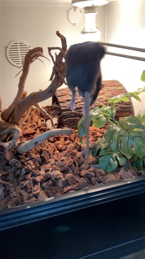 Watch My Red Tail Boa Grab A Rat With Incredible Speed! Guyana Red-Tail Boas Are Large, Domesticated Snake Mor-phs Popular In The Pet Trade, Known For Their Distinctive Red Or Orange-Tinted Tails And Robust, Docile Temperaments. They Require Experienced Care, Including Spacious Enclosures, Regular Heat And Humidity, And Careful Feeding To Prevent Health Issues. 🔥 Enjoyed This Epic Content? Hit Follow Now, Comment Your Thoughts And Don’t Miss The Next Mind-Blowing Post From TheBlackIvoryX! Your 