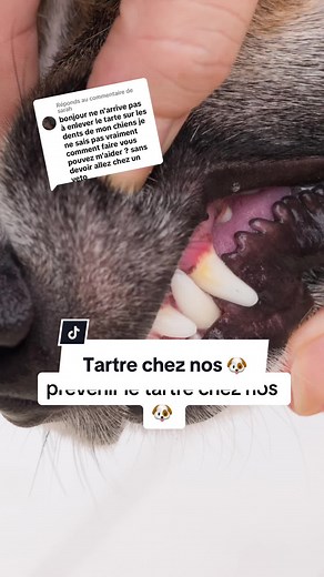 3 astuces pour éliminer le tartre chez nos chiens