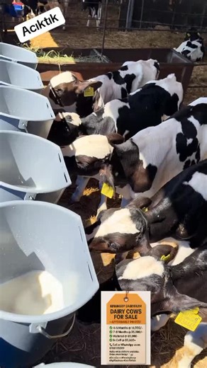 KINANGOP DAIRY FARM on TikTok