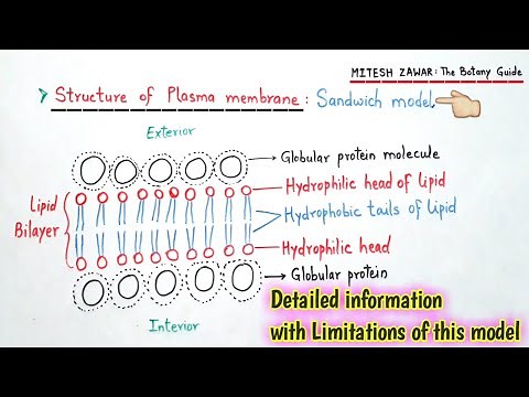 Plasma Membrane Sandwich Model || Lipid Protein Bilayer Model || Structure of Cell Membrane || NEET