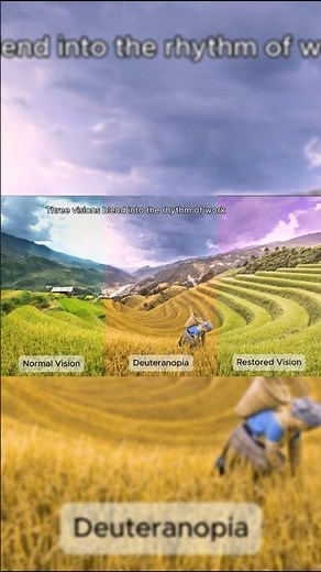 Mu Cang Chai: The Vibrant Rhythm of Harvest | Deuteranopia Simulation | Colour Vision Physiology