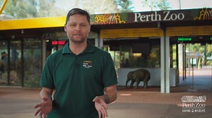 21K views · 689 reactions | Before you swing into Perth Zoo, keeper Steve has some important information for you!⠀ ⠀ See you tomorrow!  | Perth Zoo | Facebook