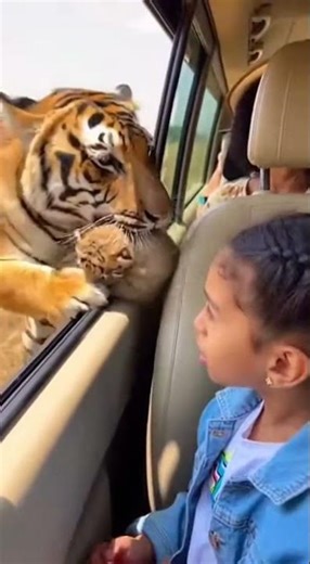 The mother tiger showed off her cub in front of the sightseeing tour buses #tiger #funny