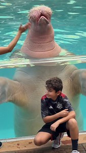 Watch what happens at the end 😬👏 Seaworld Splashing Walrus Slowpoke #seaworld #seaworldorlando #walrus | Eryka Travel