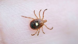 Red meat allergy emerging in many parts of the US: CDC