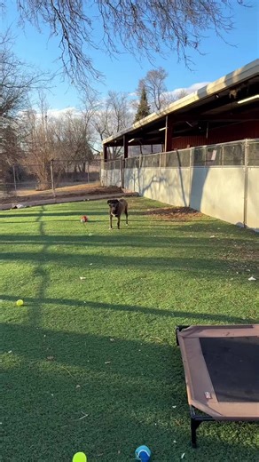 Town and Country on Instagram: "Help us share this sweet girl!! She has been with us too long and hasn’t received any applications!! 🥰 Danni is a 4-year-old Cattle Dog mix with a fun, playful spirit and a love for fetch—she’s convinced she’s training for the major leagues one day! According to her previous foster dad, who was recently deployed, Danni would happily chase a ball all day long if given the chance. She enjoys long walks, squeaky toys, butt scratches, belly rubs, and cuddling on the 