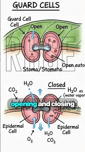 Different Types of Cells in a Plant Leaf