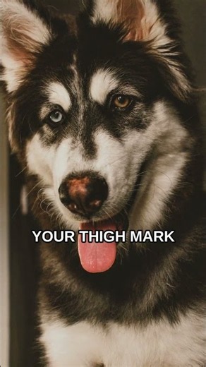 Teach Your Dog to Heel on Left: The Complete Guide