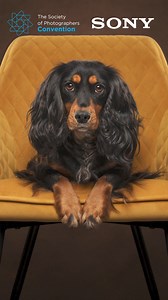 🎉 Exciting News! Jessica McGovern is back for the 2025 London Photo Convention!Join us for an essential Superclass with Jess:📸 Simple Single-Light Stunning Dog Shots 🎨Join Jess to discover how to work safely with real dogs in studio scenarios with just one light.👉 https://thesocieties.net/convention/sessions/simple-single-light-stunning-dog-shots/#societies2025 #FocusedOnYou #photography #JessicaMcGovern #DogPhotography #LondonPhotoConvention | The Society of Photographers
