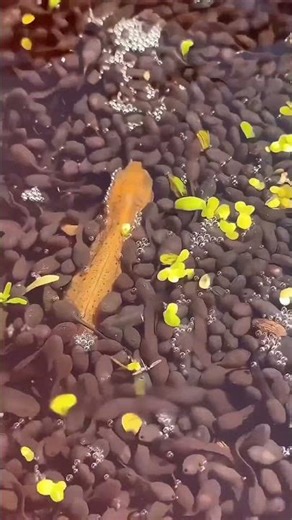 Telur Misterius yang Berubah Menjadi Pasukan Katak 🐸#shorts