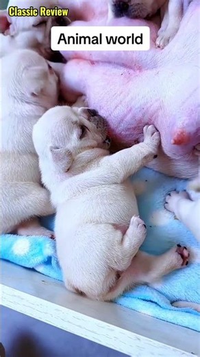 幸せを運ぶ子犬 #KoreaPuppies #JapanDogs