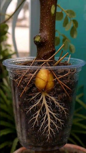 Genius Peach 🍑 Propagation Hack Using Air Layering – Must Try!
