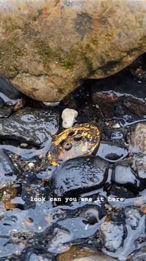 Gold - Mudlarking the River Thames #metaldetecting #beachcombing #river #london #treasure