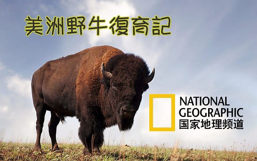 【国家地理频道自然纪录片】美洲野牛复育记（American Buffalo Battling back）
