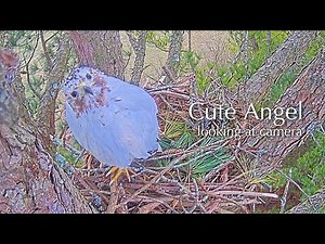 #5🕊 Leucistic Red-tailed Hawk Nest／Angel💓Tom／Angel the Leucistic Red-tailed Hawk is back