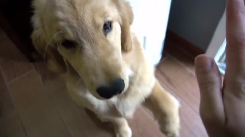 Funny Golden Retriever Meets a Giant T-Rex Costume