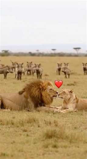 Romantic Moment… Interrupted 😂🦁🐗 #funny