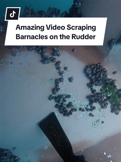 Scraping Barnacles from Ship Rudder: Satisfying Dive Experience