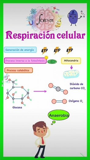 Types and stages of cellular respiration