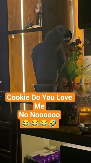 Asked my parrot if he loves me I wasn’t ready for the answer #funny #animals #shorts #birds