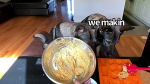 chef dogs jade & jasper bake some coomkies 🍪! have you ever seen a a couple of cuter chefs? 🥺 (recipe at end of the video) | Jade the Sable GSD