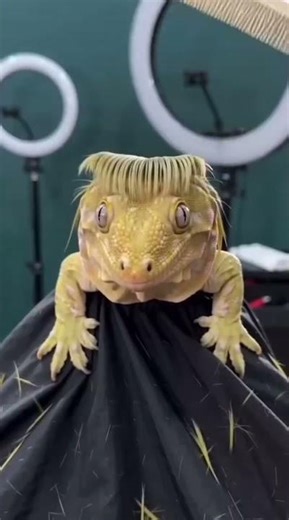 Your lizard has a better hair stylist than you 🦎✂️