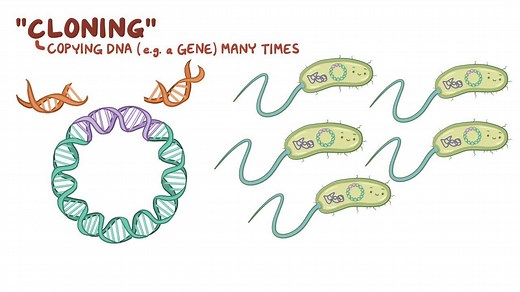 Video: DNA cloning - Video Explanation! | Osmosis | Osmosis