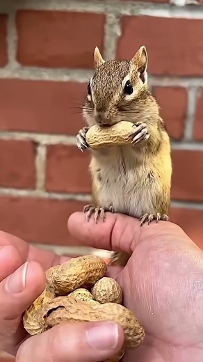 Chipmunks holding a mic #cute #funny