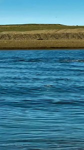 An orca hunts along the shoreline, entering the sea lions’ resting ground but this time, the attack fails. Even the ocean’s top predator doesn’t always succeed. 🦭🦭🦭🐋😱😱😱 . . #orcaattack #sealions #orcawhale #orca #killerwhale #oceanlife #marinelife #wildlife #NatureDocumentary #FishLifeWorldTV | FishLife world TV