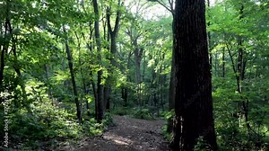 Walking along a beautiful forest path with sun rays shining through the trees. Following footpath trail along a wooden boards into a beautiful lush green forest.