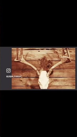 Public land buck patterns #deer #hunting #shorts