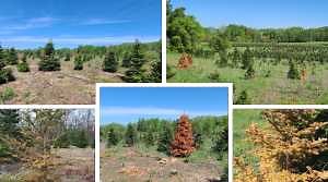 Armillaria root rot in Christmas tree plantations