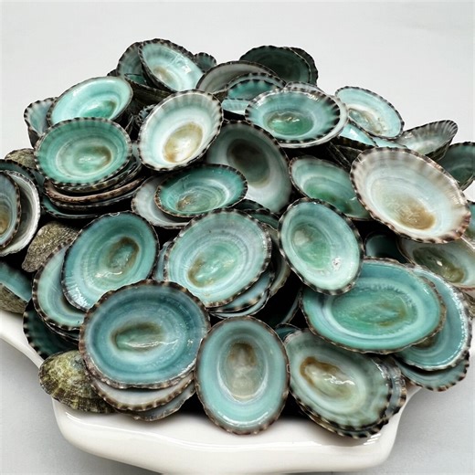Green Limpet Sea Shells: Craft Supplies (1/2-1 Inch) Shell Crafts Shell Wedding Decoration - Etsy