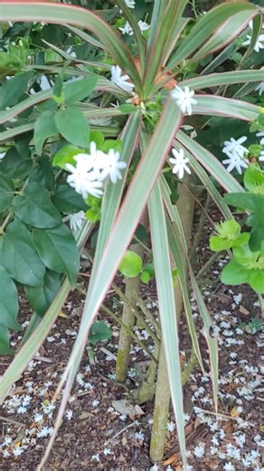 Jasminum multiflorum. This plant is intoxicating to the senses. It is undeniably floriferous as well as sweetly scented. It grows with a sprawling habit but it can be easily clipped into an upright shrub. Grow in bright conditions and beware, bachacs also love it. | San Antonio Farms