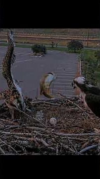 Fish Overboard! Osprey Chick Loses Flopping Fish Over Side Of The Hellgate Nest