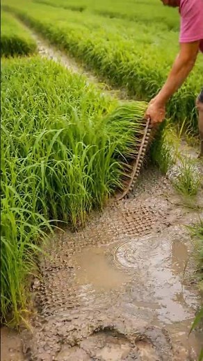 Inside the Careful Process of Growing High-Yield Rice Seedlings #farminglife #farming