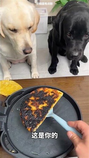 Discrimination Between the White Dog and the Black Dog 🥹🐶