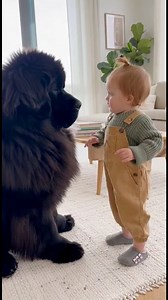 This Tiny Toddler Seriously Lectured a Giant Dog About Snacks—and the Patient Way He Listened Is Too Cute to Handle. #LittleHumansBigDogs #ToddlerVsDog #FunnyPets #USAFamily #DogTok #KidsAndDogs #funny | Chan Somawatey