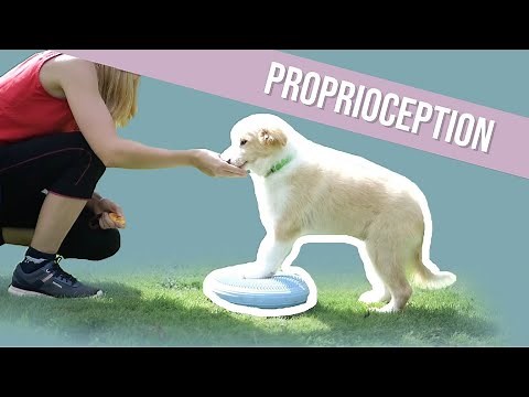 Commencer LA PROPRIOCEPTION avec SON CHIOT 🐶 (3 exercices)