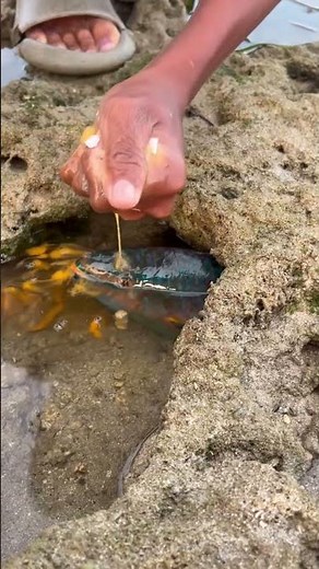 Hungry Giant Fish Eats a Whole Egg! 😱 Amazing Sea Fish Feeding | Ocean Life