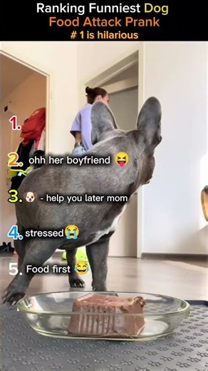 Ranking Funniest Dog Food Attack Pranks