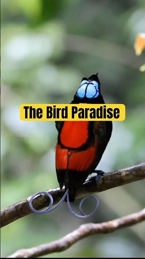 Bird of Paradise – Indonesia’s Magical Cenderawasih from Papua