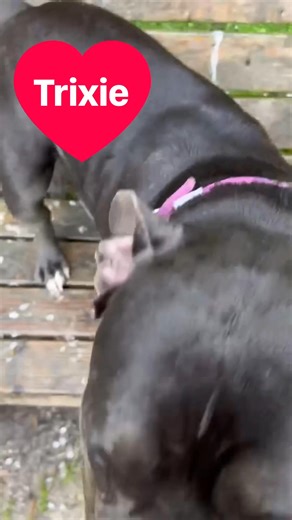 29K views · 686 reactions | Ever wondered what really goes on behind the scenes on Welfare Wednesday? Wonder no more — you’ve just bagged yourself a backstage pass into our world! Join us as we shine the spotlight on our perfect pooches and beloved bullies, because every dog has their day… and today’s the day! Roll call, please! | Carla Lane Animals in Need Liverpool | Facebook