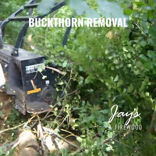 Buckthorn may look harmless — but it’s one of Minnesota’s most...