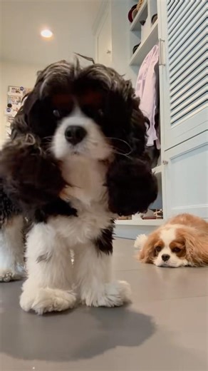 My Dogs Conducted My Annual Performance Review 😭🐾