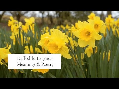 The symbolism of daffodils - the legends, meanings and poetry